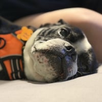Jack Jack - Photo 4