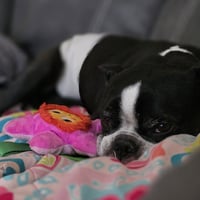 Jack Jack - Photo 5