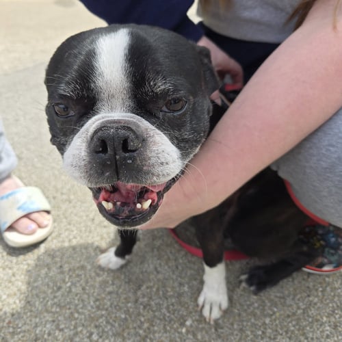JACK JACK - Boston Terrier available for adoption