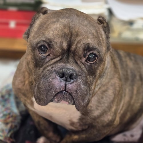 SMIDGE - American Bulldog available for adoption