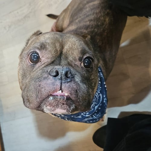 SMIDGE - American Bulldog available for adoption
