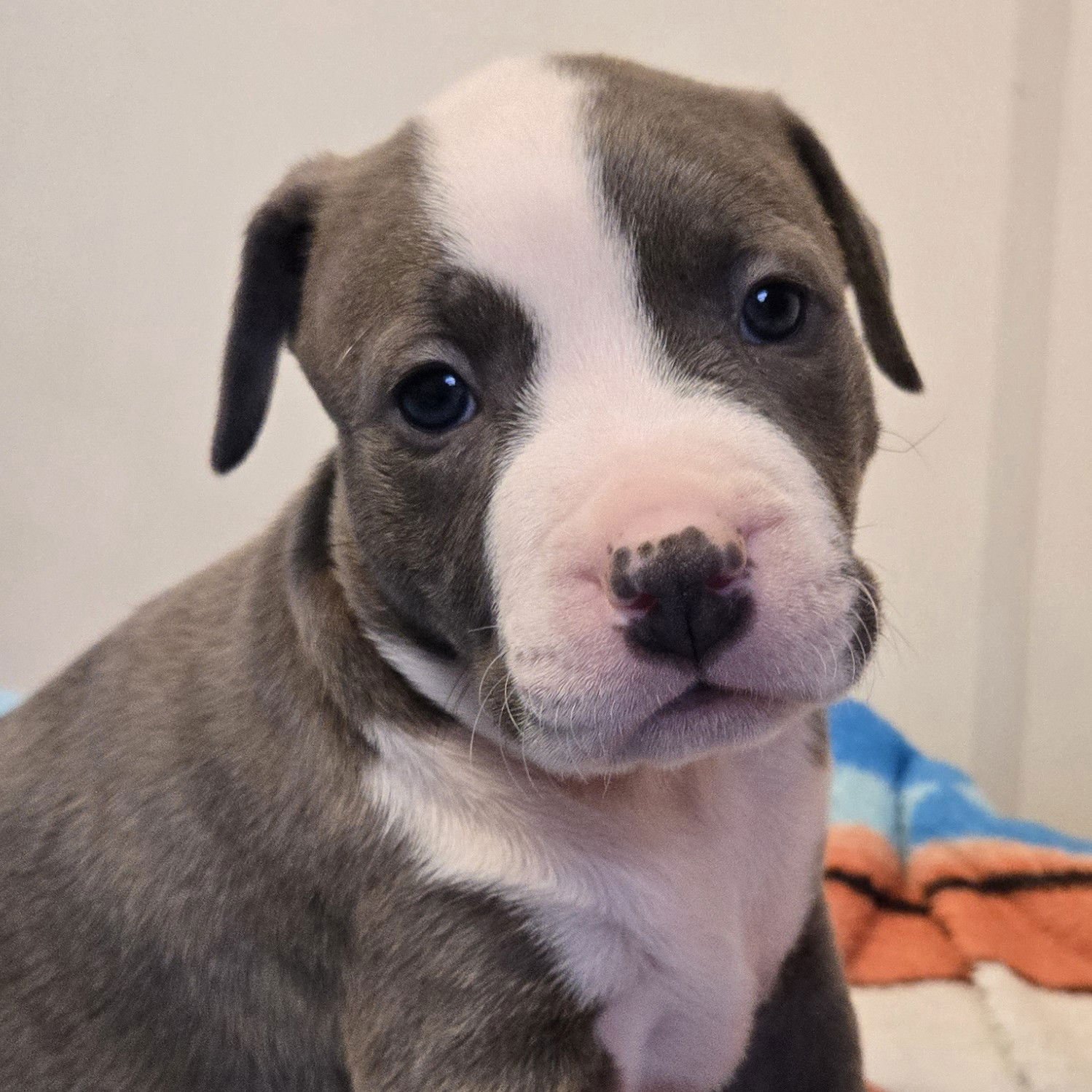 RISTRETTO - Pit Bull Terrier available for adoption