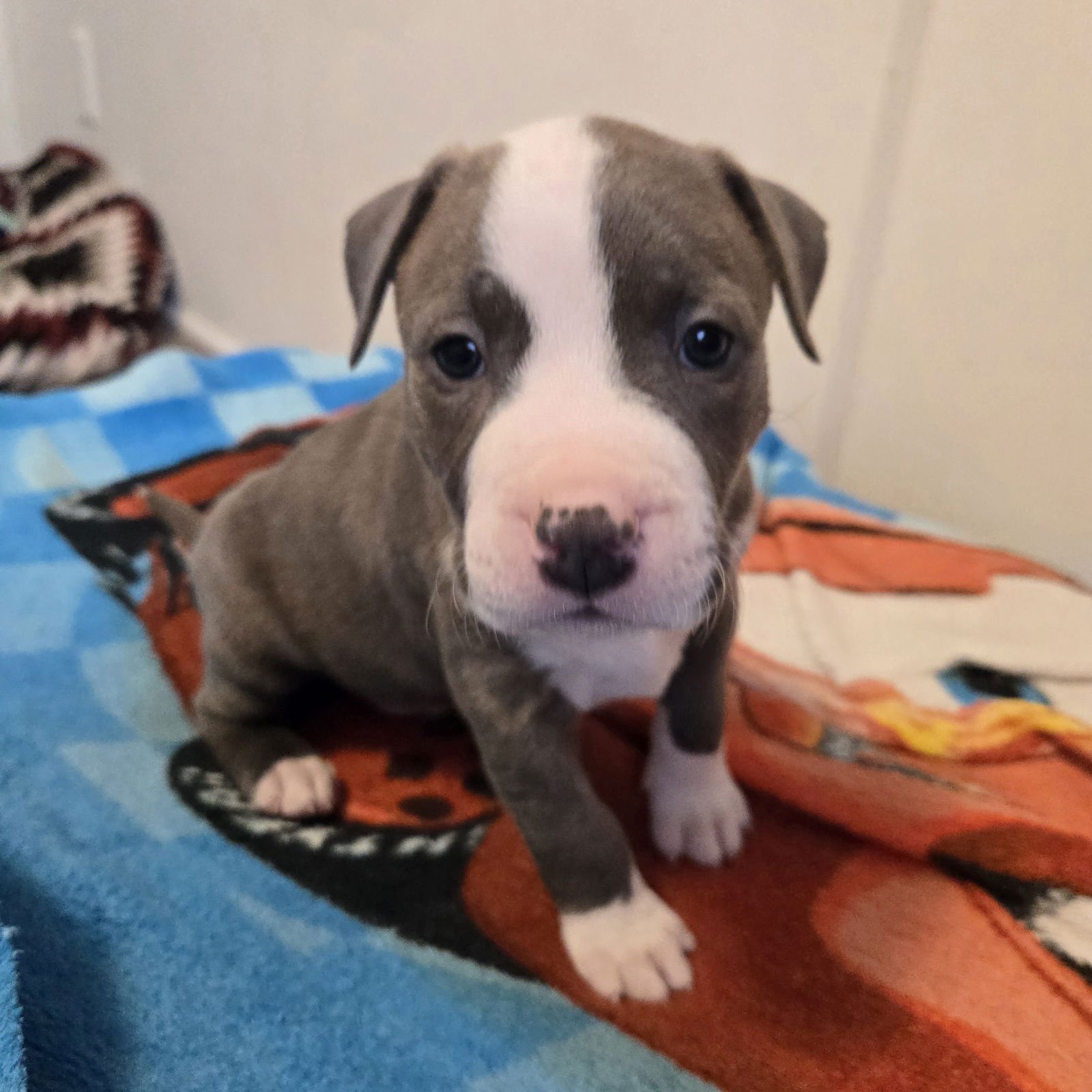 RISTRETTO - Pit Bull Terrier available for adoption