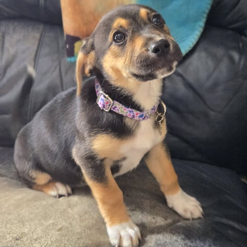 SUNNI - Unknown available for adoption