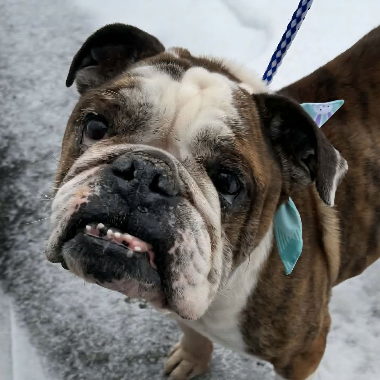 GOPHER - English Bulldog available for adoption