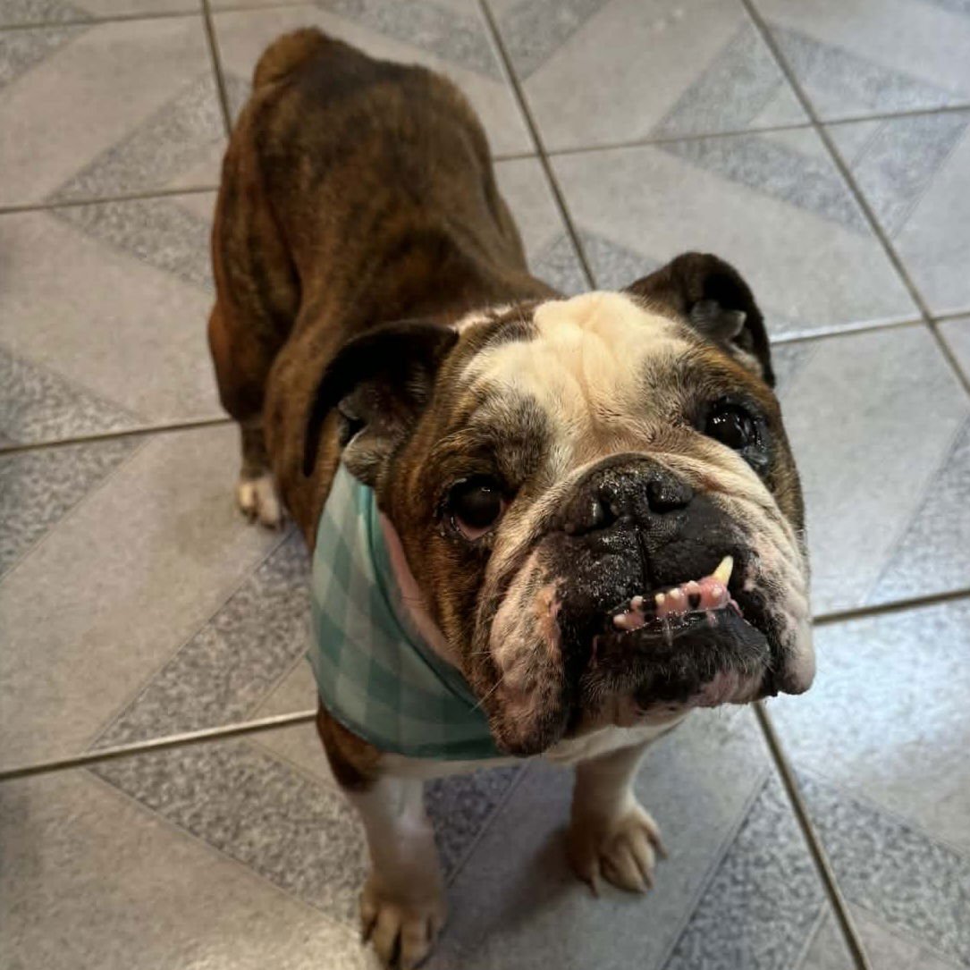 GOPHER - English Bulldog available for adoption