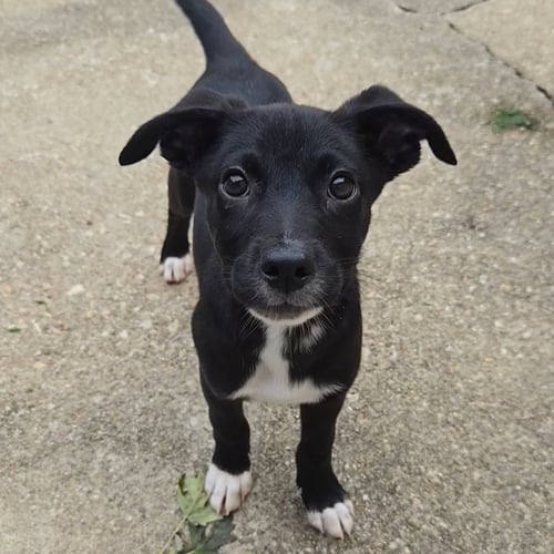 DOT - Labrador Retriever available for adoption