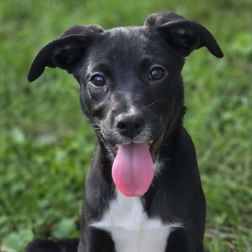 DOT - Labrador Retriever available for adoption