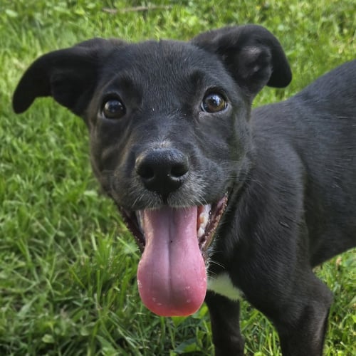 DOT - Labrador Retriever available for adoption