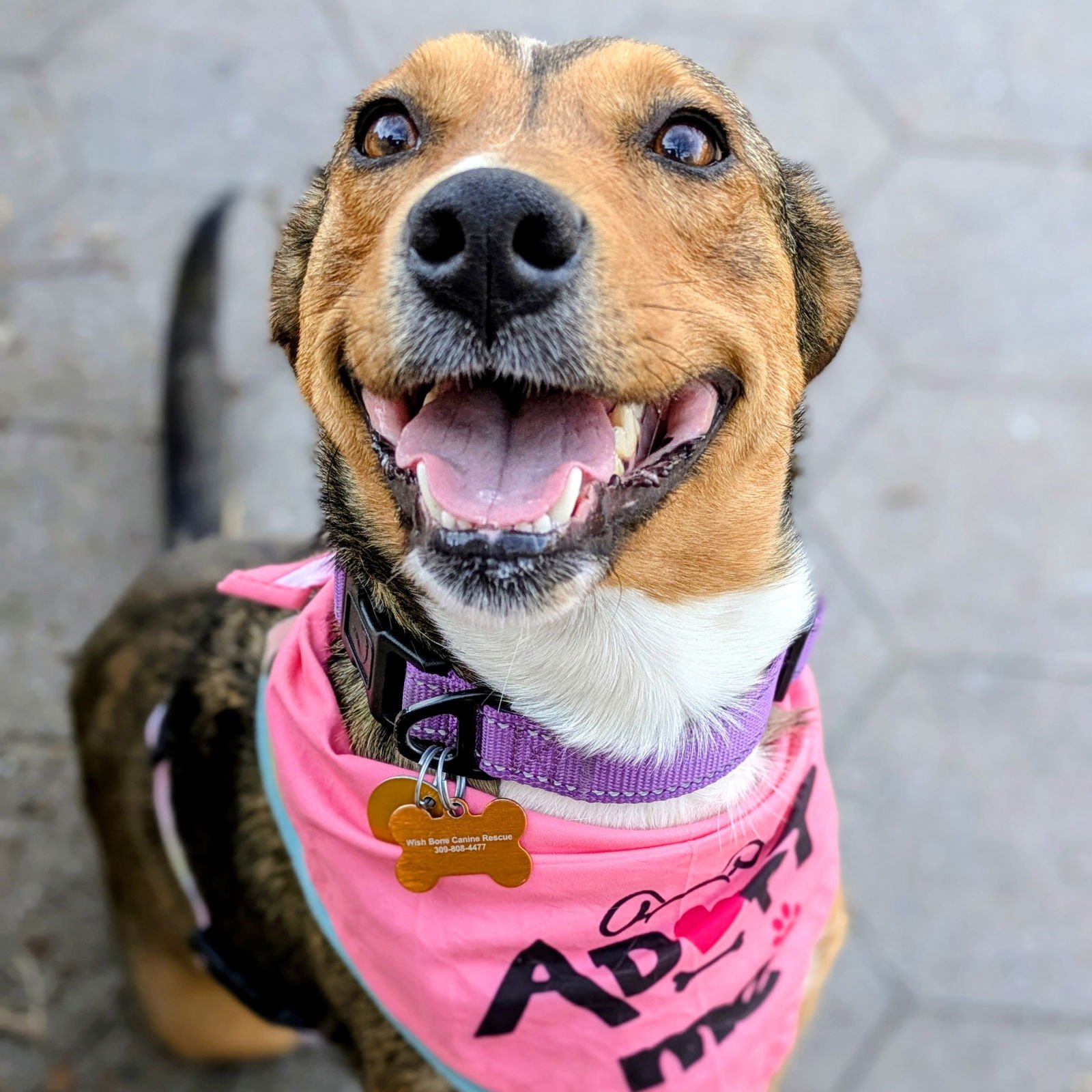 KARA ZOR-EL - Unknown available for adoption