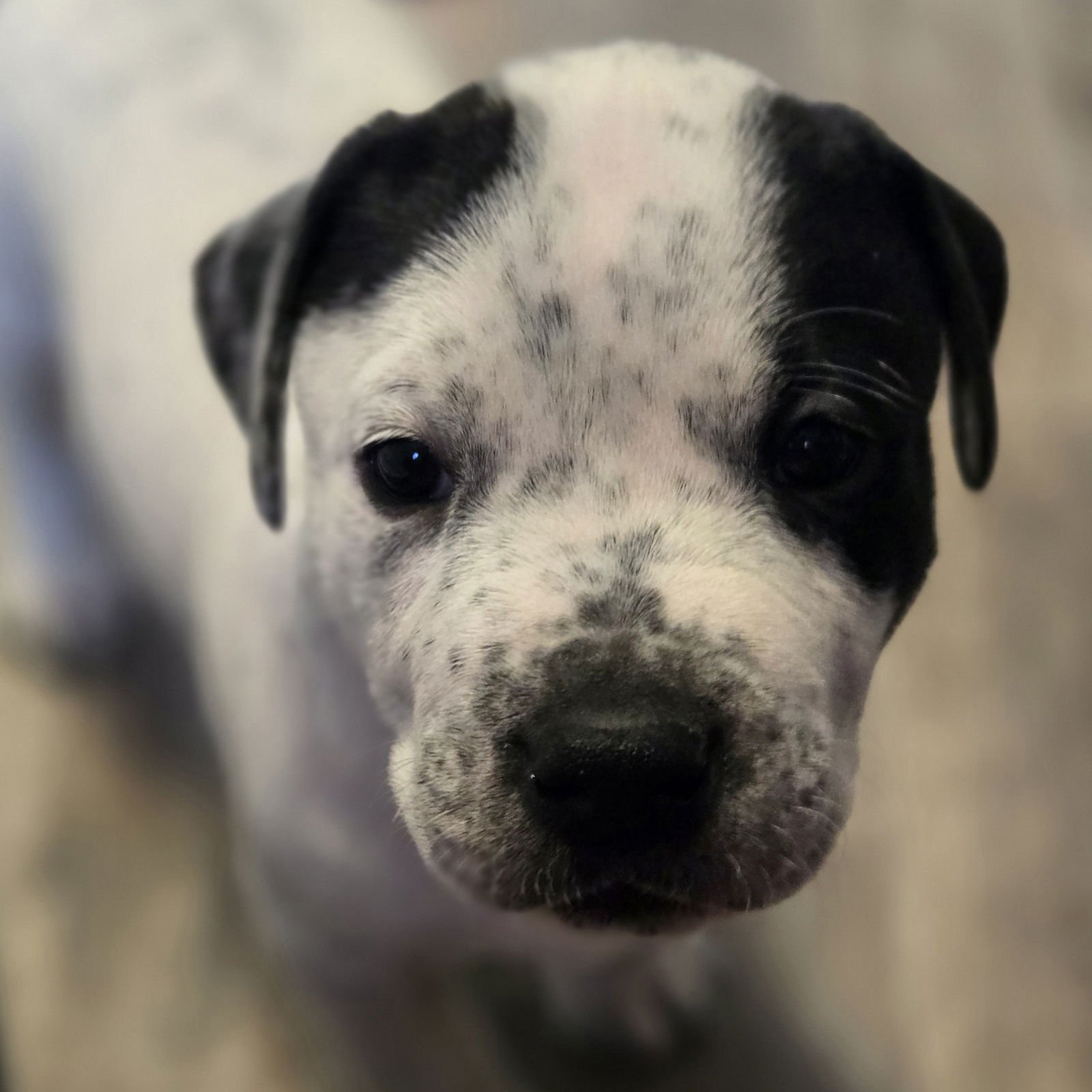 MACCHIATO - Pit Bull Terrier available for adoption