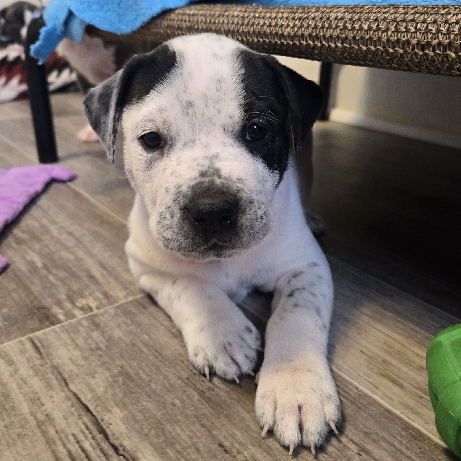 MACCHIATO - Pit Bull Terrier available for adoption