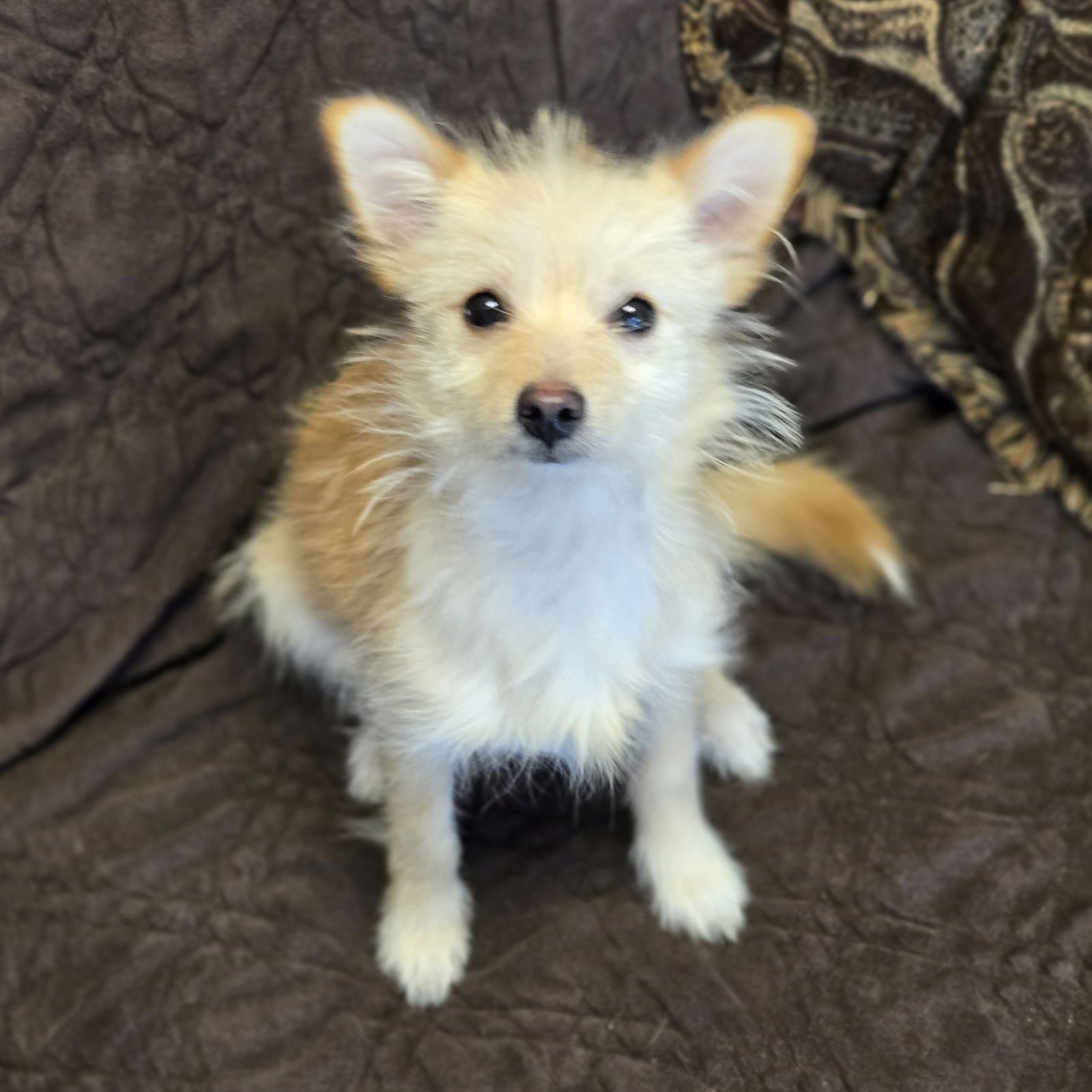 ALBIE - Yorkshire Terrier Yorkie / Chihuahua available for adoption