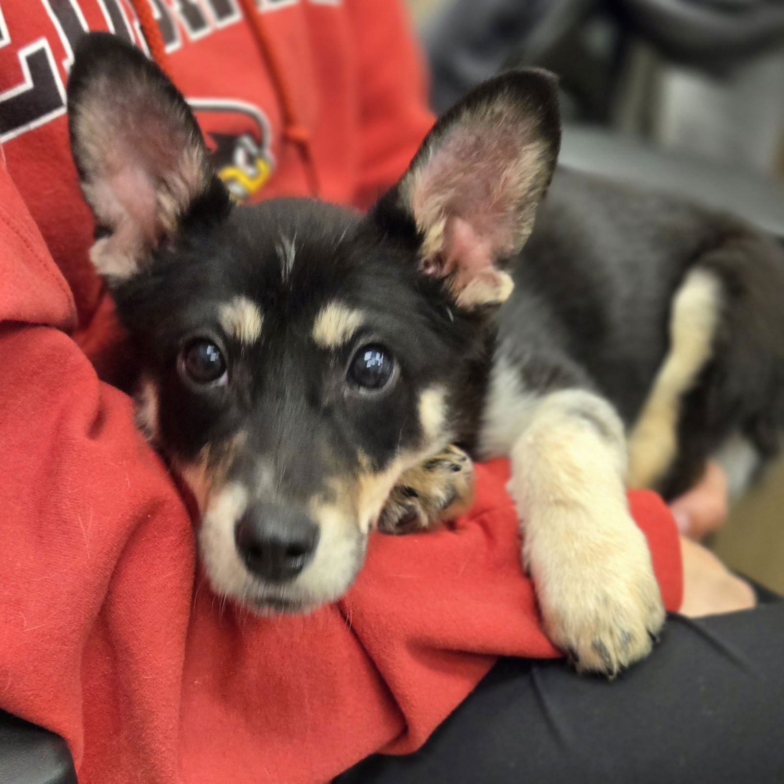 PRETZEL - Shetland Sheepdog Sheltie / Corgi available for adoption