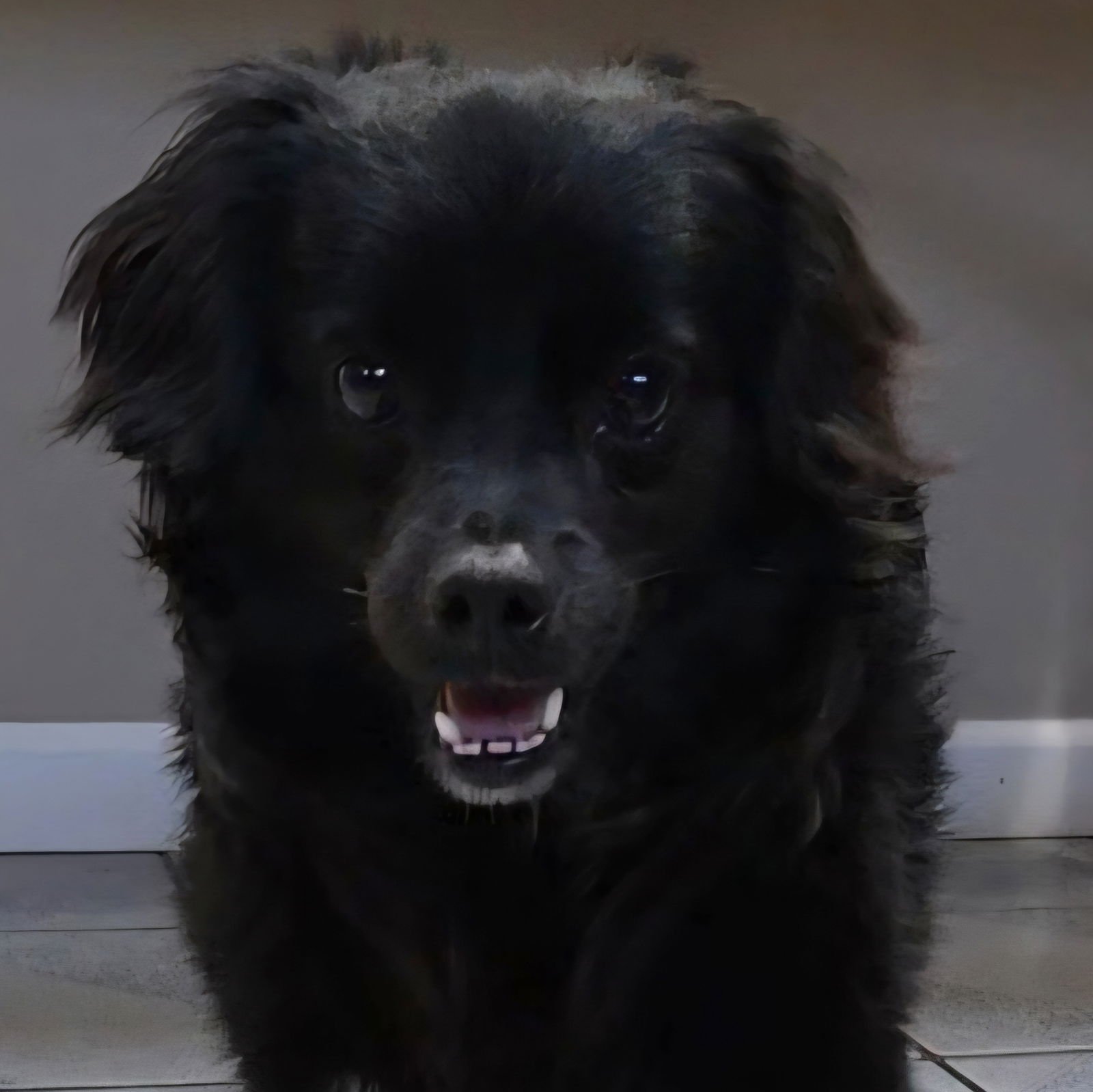 BLITZ - Spaniel available for adoption