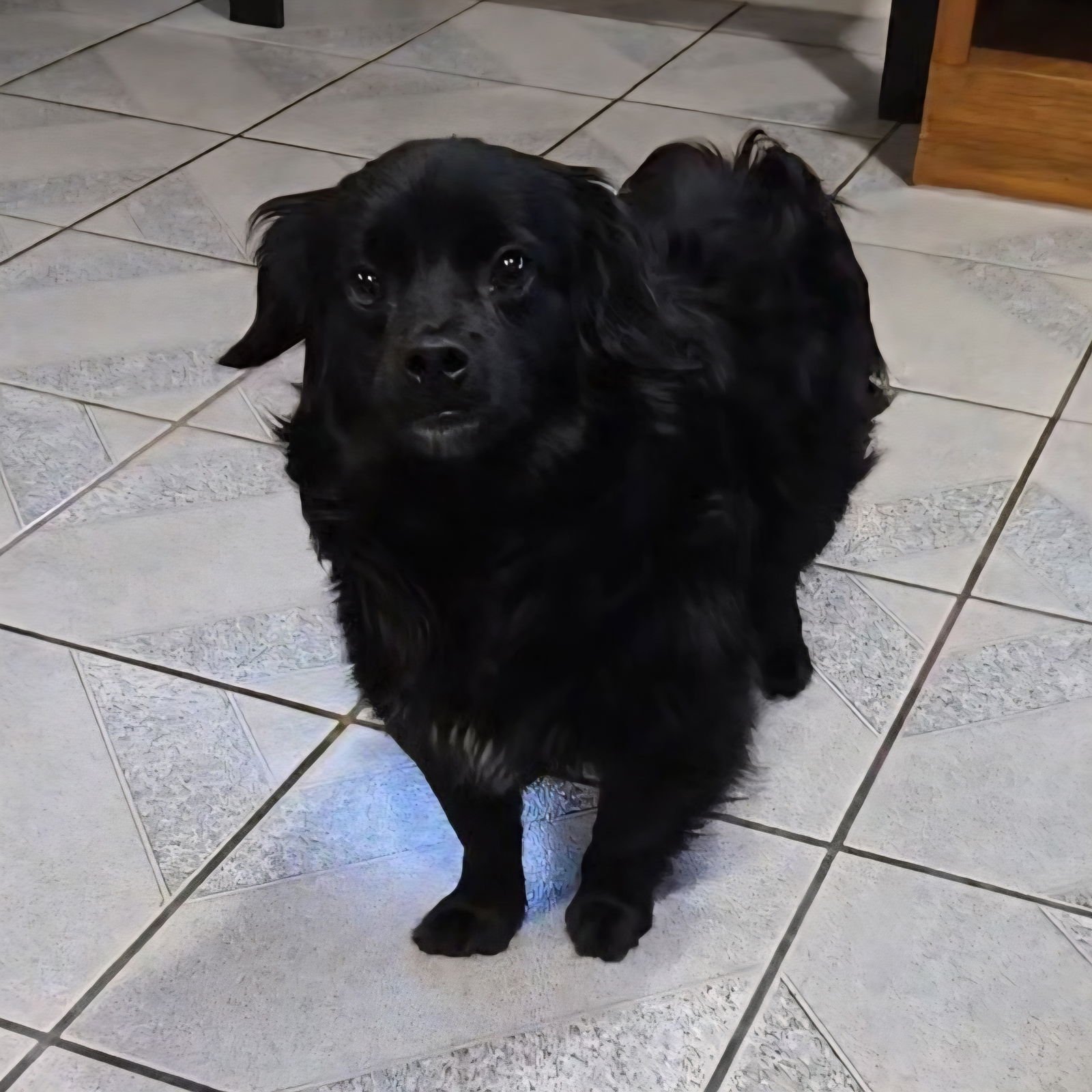 BLITZ - Spaniel available for adoption