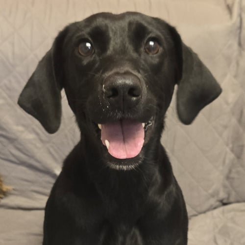 MYSTIC - Labrador Retriever available for adoption
