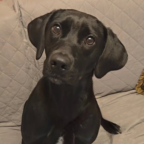 MYSTIC - Labrador Retriever available for adoption