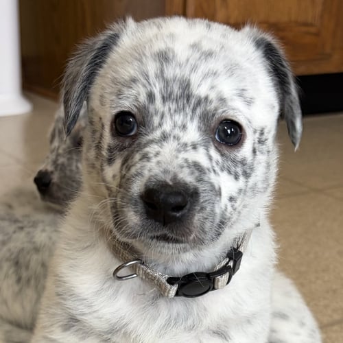 JESS - Australian Cattle Dog/Blue Heeler available for adoption