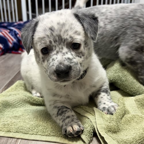 JESS - Australian Cattle Dog/Blue Heeler available for adoption