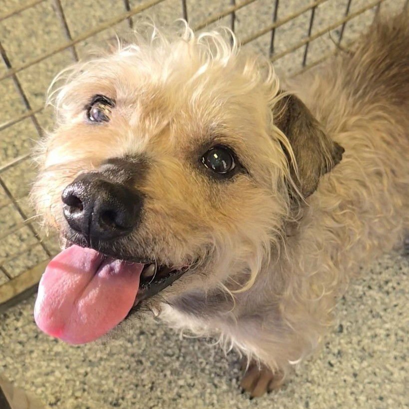 KENT - Terrier available for adoption