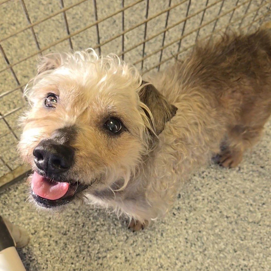 KENT - Terrier available for adoption