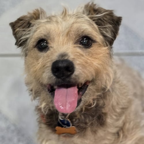 KENT - Terrier available for adoption
