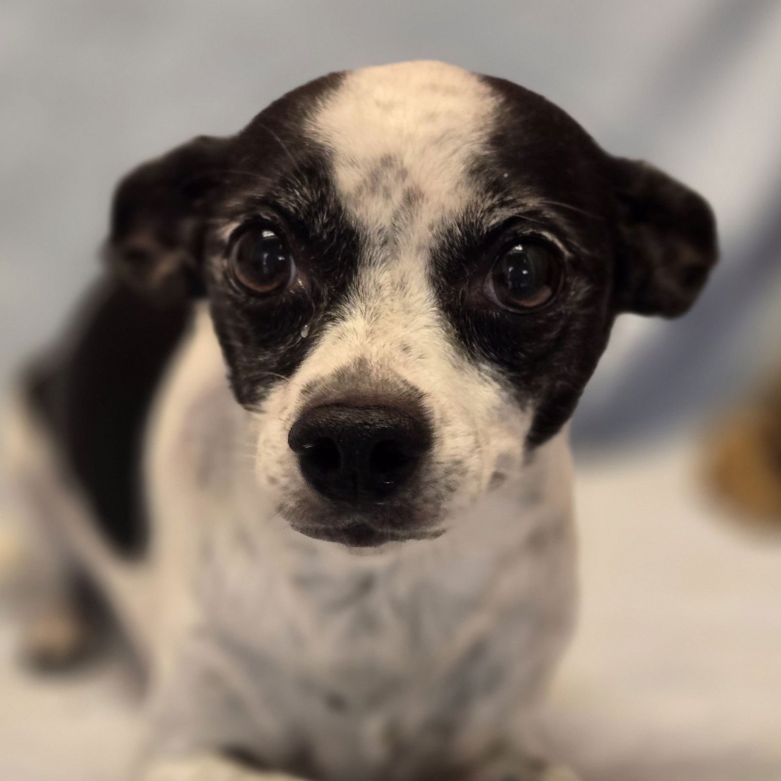 ZELDA - Chihuahua available for adoption