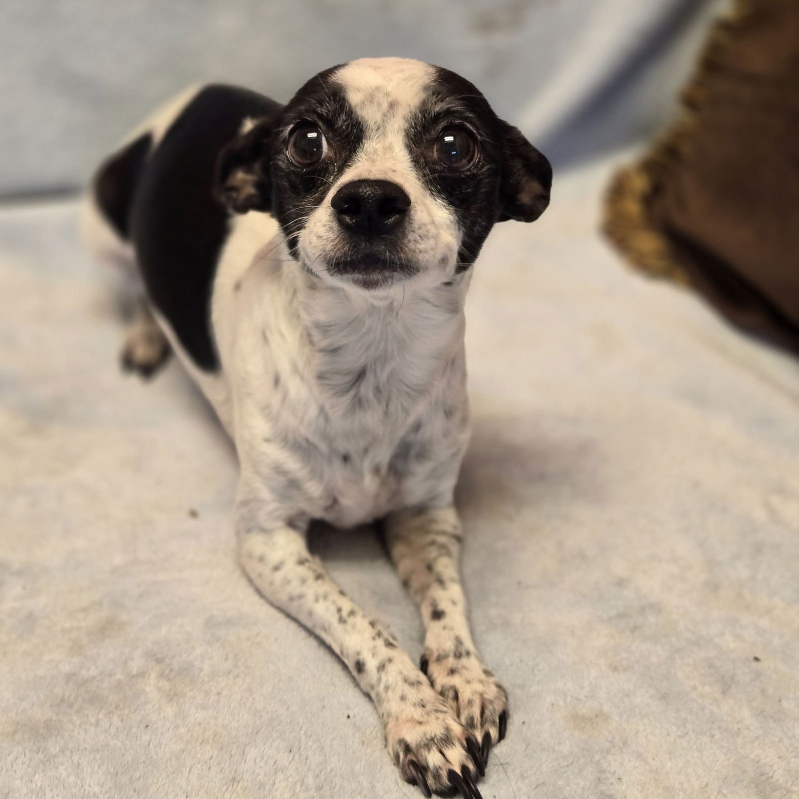 ZELDA - Chihuahua available for adoption