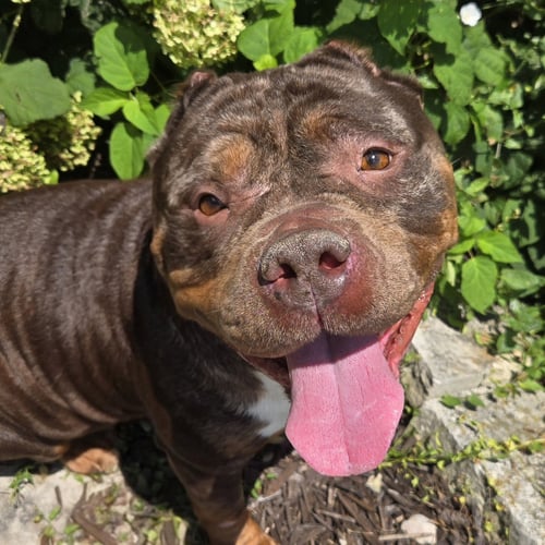 GLORIA - American Bulldog available for adoption
