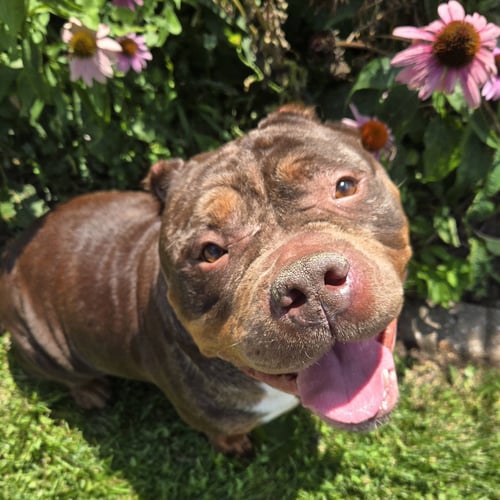 GLORIA - American Bulldog available for adoption