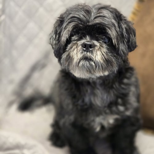 BRUNO - Shih Tzu available for adoption
