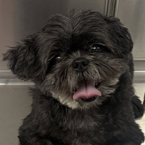 BRUNO - Shih Tzu available for adoption