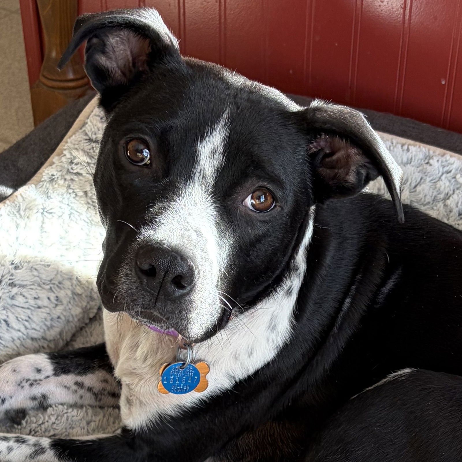 COFFEE BEAN - Pit Bull Terrier available for adoption