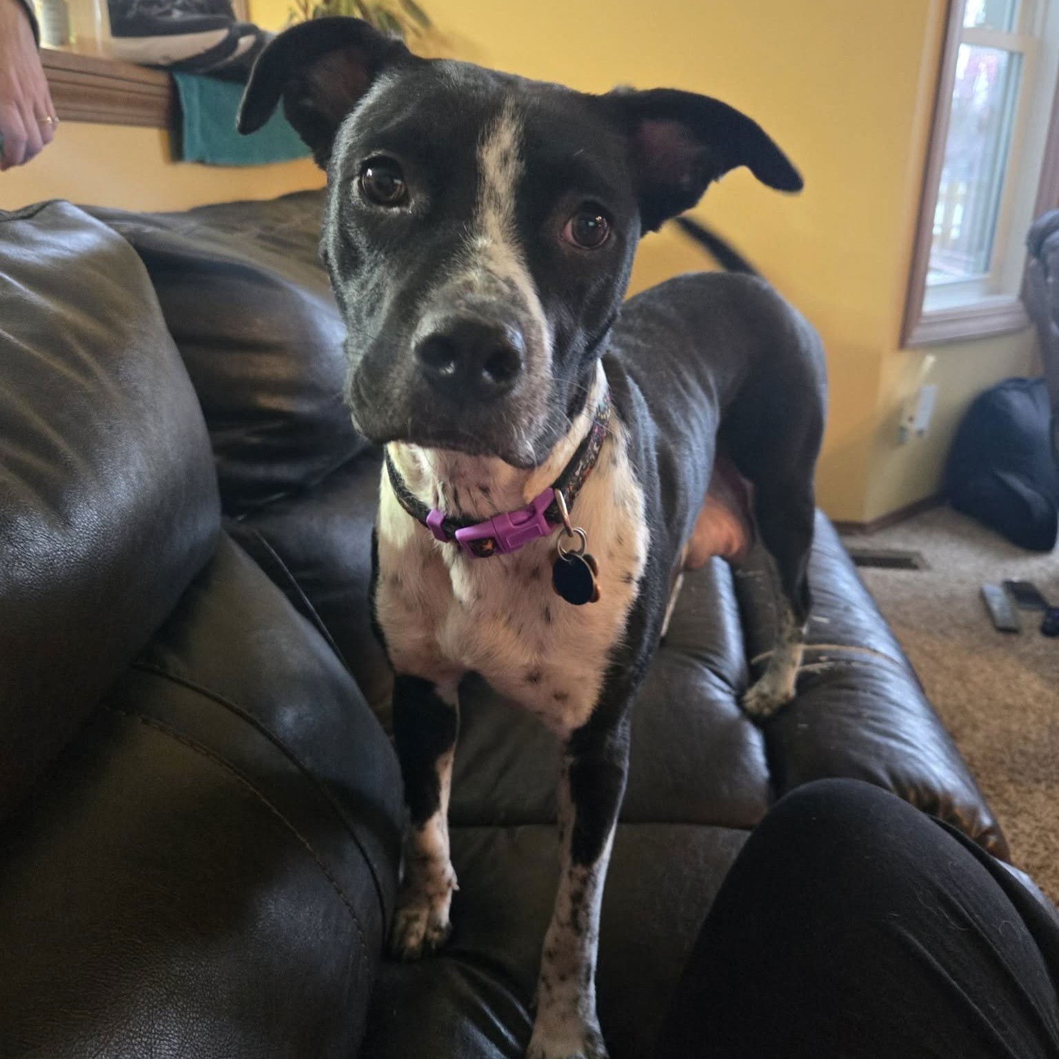 COFFEE BEAN - Pit Bull Terrier available for adoption