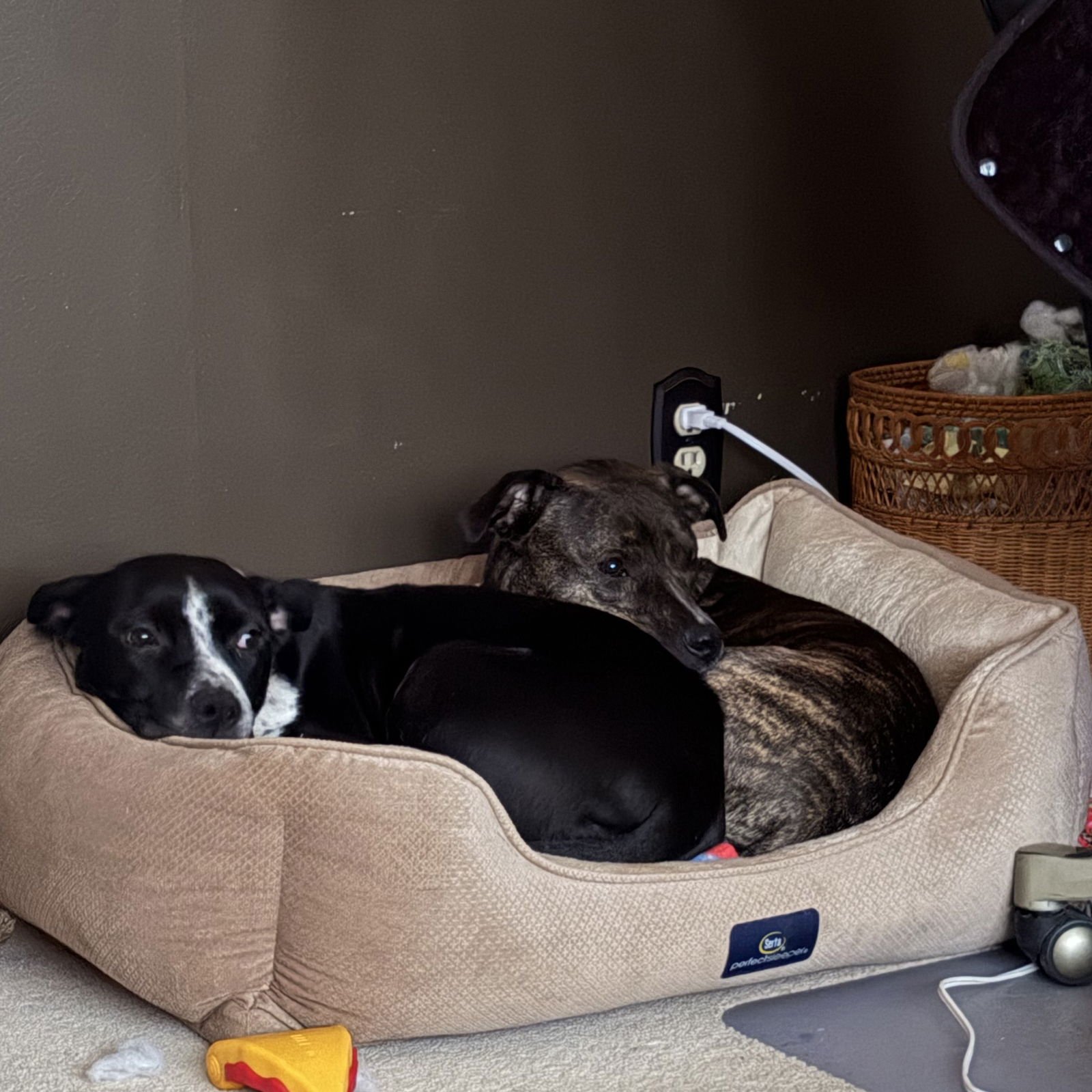 Coffee Bean - Photo 5