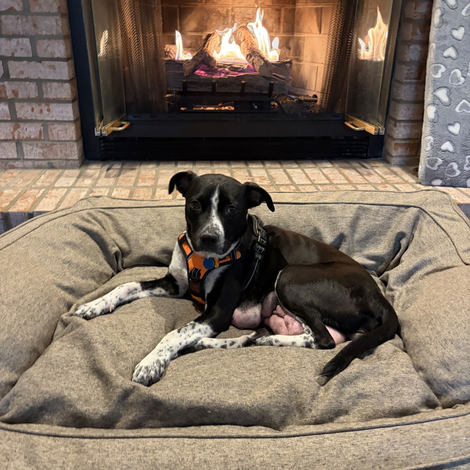 Coffee Bean - Photo 6