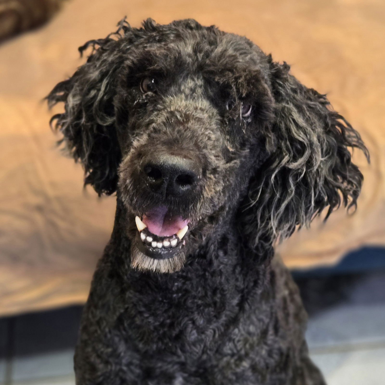ZADE - Labrador Retriever / Poodle (Standard) available for adoption