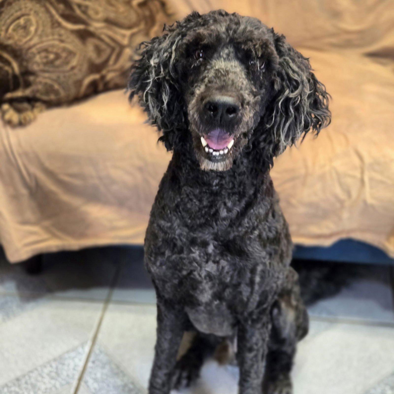 ZADE - Labrador Retriever / Poodle (Standard) available for adoption
