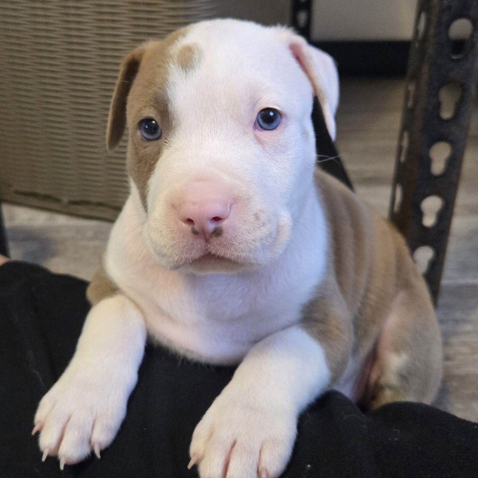 CORTADO - Pit Bull Terrier available for adoption