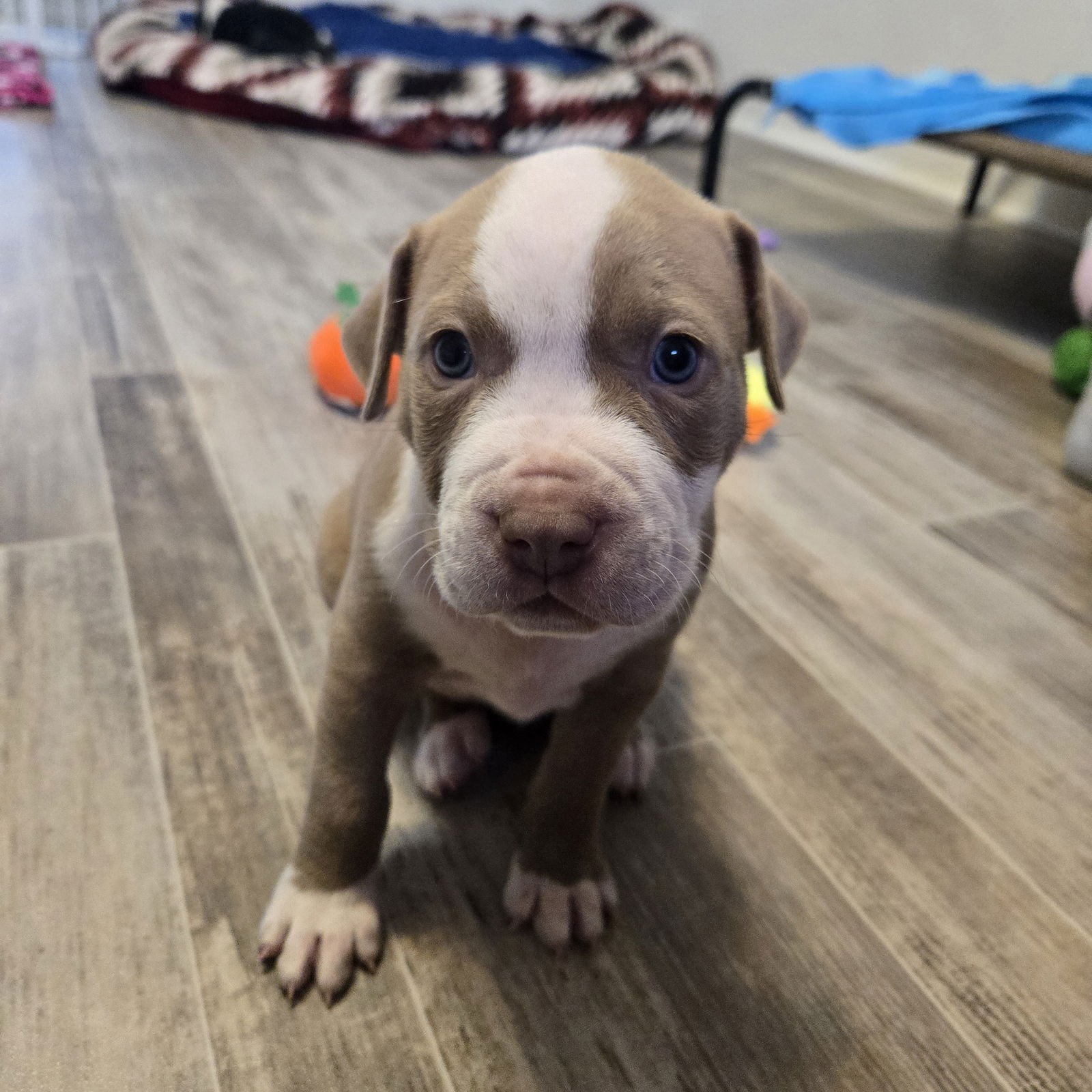 CORTADO - Pit Bull Terrier available for adoption