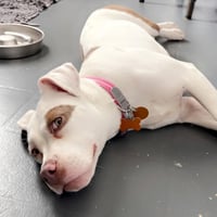 Dottie - Photo 3