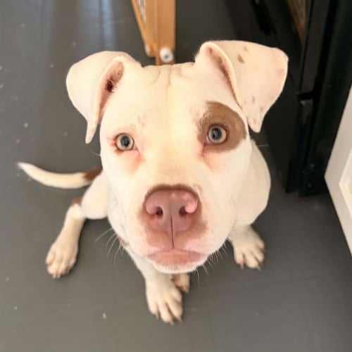 DOTTIE - Pit Bull Terrier available for adoption