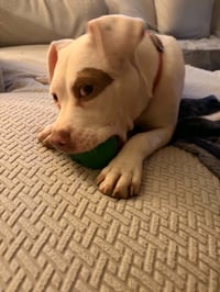 Dottie - Photo 5