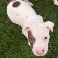 Dugan - Photo 3