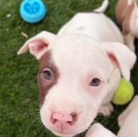Dugan - Photo 2