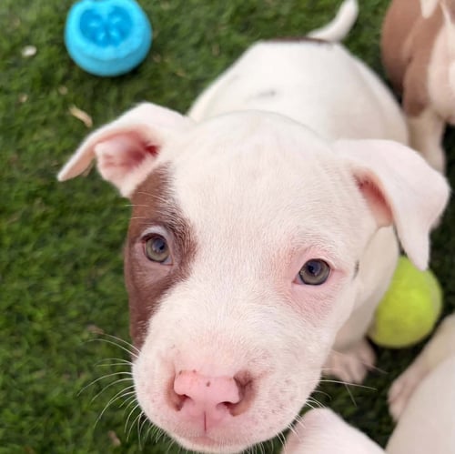 DUGAN - Pit Bull Terrier available for adoption