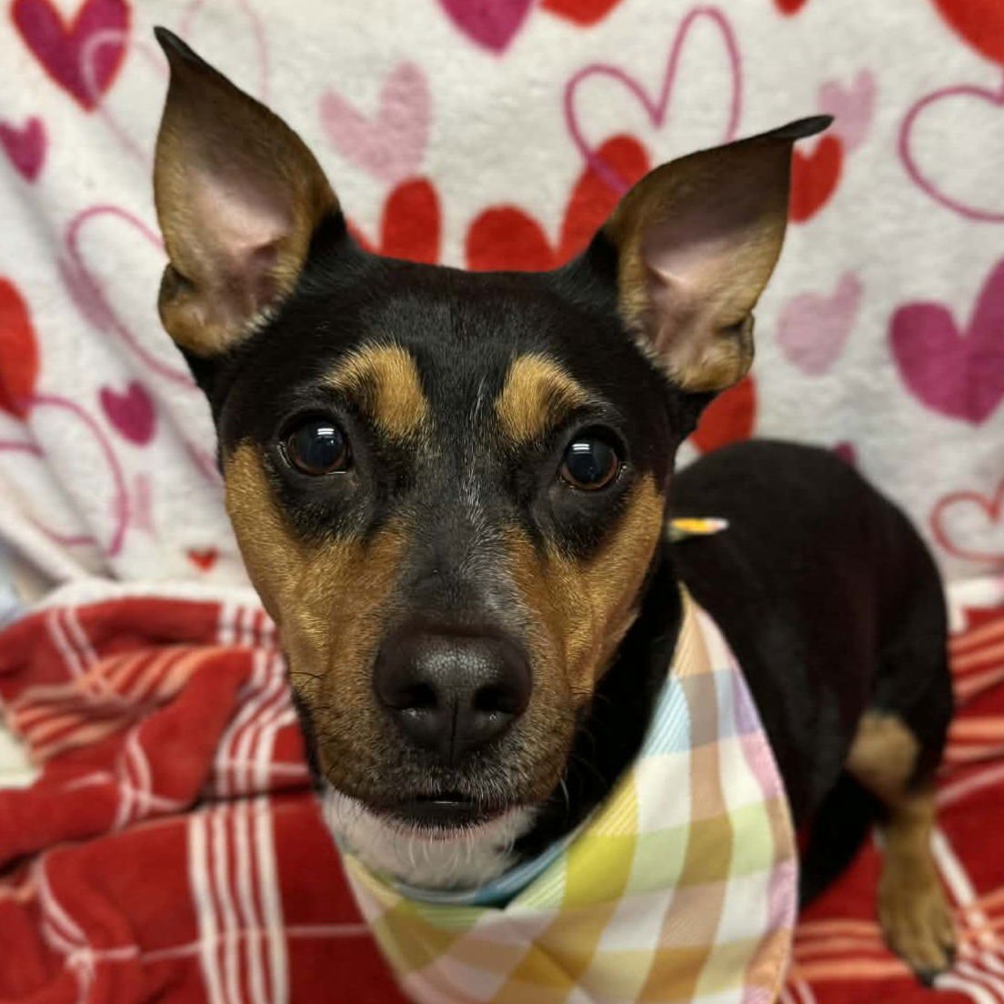 NESSIE - Unknown available for adoption