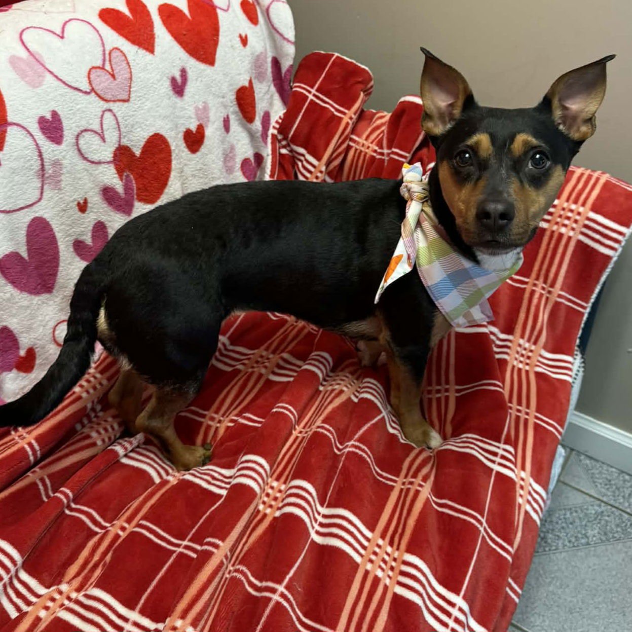 NESSIE - Unknown available for adoption