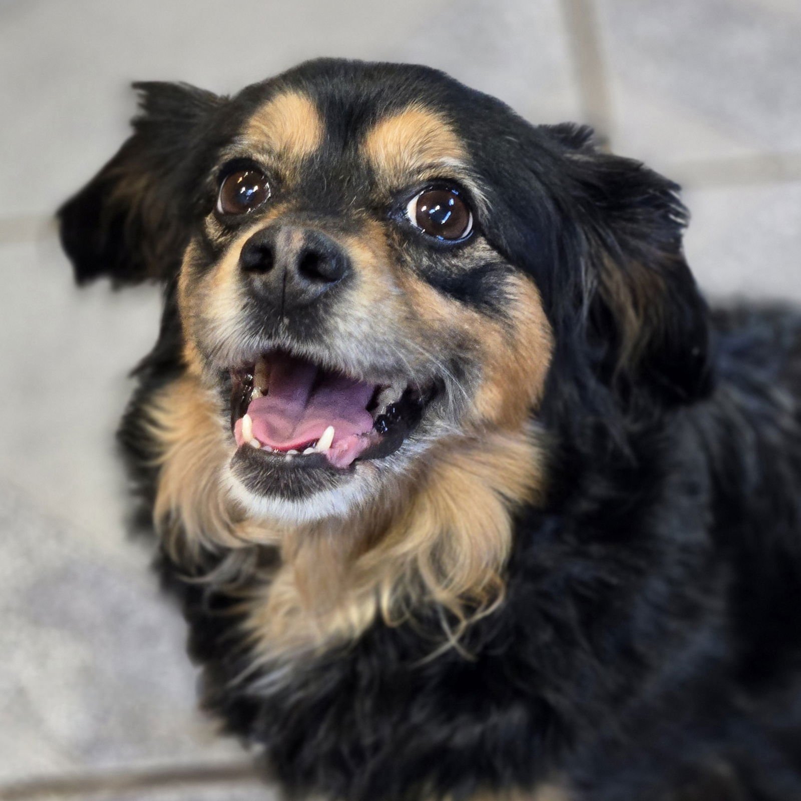 NOODLE - Dachshund available for adoption